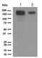 Jagged Canonical Notch Ligand 1 antibody, ab109536, Abcam, Western Blot image 