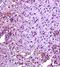 Toll Like Receptor 4 antibody, orb11489, Biorbyt, Immunohistochemistry paraffin image 