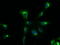 SRY-Box 17 antibody, M01665-1, Boster Biological Technology, Immunofluorescence image 