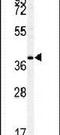 MAF BZIP Transcription Factor antibody, PA5-14241, Invitrogen Antibodies, Western Blot image 