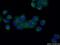 RAB6A, Member RAS Oncogene Family antibody, 10187-2-AP, Proteintech Group, Immunofluorescence image 