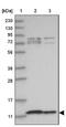 Cytochrome C Oxidase Assembly Factor 6 antibody, NBP1-85948, Novus Biologicals, Western Blot image 