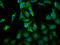 Leukocyte Immunoglobulin Like Receptor B3 antibody, LS-C682301, Lifespan Biosciences, Immunofluorescence image 