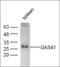 YEATS Domain Containing 4 antibody, orb157049, Biorbyt, Western Blot image 