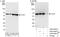 ADAMTS-like protein 2 antibody, A303-445A, Bethyl Labs, Immunoprecipitation image 