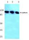 CDH2 antibody, AP06797PU-N, Origene, Western Blot image 