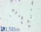 NOVA Alternative Splicing Regulator 1 antibody, LS-B12455, Lifespan Biosciences, Immunohistochemistry paraffin image 