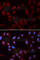 He1 antibody, A5413, ABclonal Technology, Immunofluorescence image 