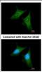 Coatomer subunit beta antibody, NBP2-15579, Novus Biologicals, Immunofluorescence image 