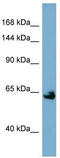 Klotho antibody, TA346109, Origene, Western Blot image 