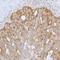 Peroxiredoxin 3 antibody, A304-744A, Bethyl Labs, Immunohistochemistry paraffin image 