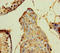 Beta-defensin 104 antibody, orb35448, Biorbyt, Immunohistochemistry paraffin image 