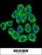 SCH antibody, 62-461, ProSci, Immunofluorescence image 