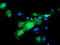 NGG1 Interacting Factor 3 Like 1 antibody, TA503616, Origene, Immunofluorescence image 