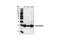 Diablo IAP-Binding Mitochondrial Protein antibody, 2954S, Cell Signaling Technology, Western Blot image 