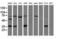 Vasodilator Stimulated Phosphoprotein antibody, LS-B10522, Lifespan Biosciences, Western Blot image 
