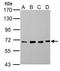 Nuclear pore glycoprotein p62 antibody, TA307947, Origene, Western Blot image 