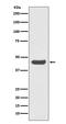 Pdl1 antibody, M00109, Boster Biological Technology, Western Blot image 