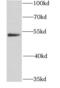 GATA Binding Protein 2 antibody, FNab03360, FineTest, Western Blot image 