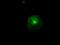 CD36 Molecule antibody, GTX84722, GeneTex, Immunofluorescence image 