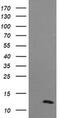 D-Dopachrome Tautomerase antibody, MA5-26174, Invitrogen Antibodies, Western Blot image 
