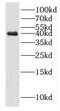 Hsp70-binding protein 1 antibody, FNab04062, FineTest, Western Blot image 