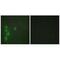 Zinc Finger Protein 174 antibody, A13957, Boster Biological Technology, Immunofluorescence image 