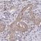 Chromosome 5 Open Reading Frame 24 antibody, HPA057749, Atlas Antibodies, Immunohistochemistry frozen image 