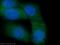Cereblon antibody, 11435-1-AP, Proteintech Group, Immunofluorescence image 