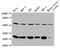 Ribosomal Protein L19 antibody, CSB-PA020160LA01HU, Cusabio, Western Blot image 