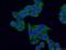 G3BP Stress Granule Assembly Factor 2 antibody, 16276-1-AP, Proteintech Group, Immunofluorescence image 