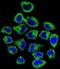 Coatomer Protein Complex Subunit Epsilon antibody, abx026210, Abbexa, Immunocytochemistry image 