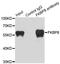 FKBP Prolyl Isomerase 8 antibody, orb247794, Biorbyt, Immunoprecipitation image 