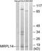 Mitochondrial Ribosomal Protein L14 antibody, TA315753, Origene, Western Blot image 