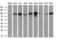 RalA Binding Protein 1 antibody, GTX83727, GeneTex, Western Blot image 