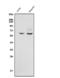 Growth Factor Receptor Bound Protein 14 antibody, A04177-2, Boster Biological Technology, Western Blot image 
