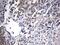 Ald antibody, MA5-26583, Invitrogen Antibodies, Immunohistochemistry frozen image 