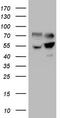 Serine Hydroxymethyltransferase 2 antibody, TA808839, Origene, Western Blot image 