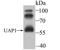 UDP-N-Acetylglucosamine Pyrophosphorylase 1 antibody, NBP2-75694, Novus Biologicals, Western Blot image 