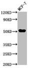 Papillary thyroid carcinoma-encoded protein antibody, CSB-PA623068LA01HU, Cusabio, Western Blot image 