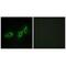 Midline 1 antibody, A01774, Boster Biological Technology, Immunofluorescence image 