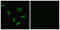 Solute Carrier Family 27 Member 5 antibody, abx014269, Abbexa, Western Blot image 