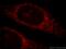 Mitogen-activated protein kinase-binding protein 1 antibody, 17788-1-AP, Proteintech Group, Immunofluorescence image 