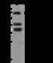 p76 antibody, 13947-T60, Sino Biological, Western Blot image 