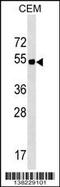 Elongation Factor For RNA Polymerase II 3 antibody, 59-761, ProSci, Western Blot image 