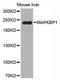 Mitogen-activated protein kinase-binding protein 1 antibody, orb154035, Biorbyt, Western Blot image 