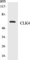 CDC Like Kinase 4 antibody, LS-C291812, Lifespan Biosciences, Western Blot image 