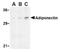 Adiponectin, C1Q And Collagen Domain Containing antibody, AP05253PU-N, Origene, Western Blot image 