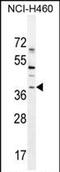 SRY-Box 1 antibody, PA5-71578, Invitrogen Antibodies, Western Blot image 
