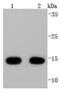 Cytochrome C Oxidase Subunit 4I1 antibody, NBP2-67889, Novus Biologicals, Western Blot image 